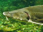 Oceaneum und Meeresmuseum Stralsund