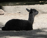 Im Berliner Zoo