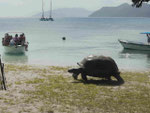 Riesenschildkröte auf den Seychellen