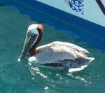 Brauner Pelikan auf Antigua