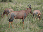 Topiantilope in Kenias Nationalparks