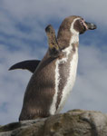 Humboldtpinguin im Oceaneum Stralsund