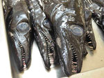 Degenfische auf dem Fischmarkt von Funchal, Madeira
