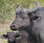 Büffel in Kenias Nationalparks
