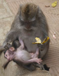 Wild lebende Affen auf Bali, Indonesien
