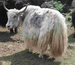 Yak in der Mongolei