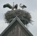 Weißstörche in einem Dorf in der Uckermark