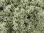 César Manriques Jardin de Cactus, Lanzarote