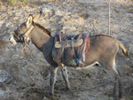 Esel an der Strasse nach Taschkent, Usbekistan