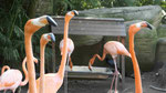Flamingo im Freihafen von Cartagena de Indias/Kolumbien