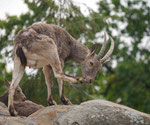 Im Berliner Zoo