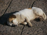 Kleiner Hund in Lijiang, Volksrepublik China