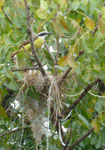 Nestbauten in Panama