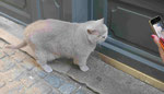 Kater in einer Fachwerkstadt in der Bretagne