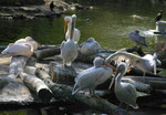 Im Berliner Zoo