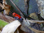 Roter Pfeilgiftfrosch, Costa Rica