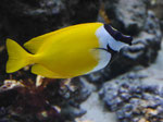 Oceaneum und Meeresmuseum Stralsund