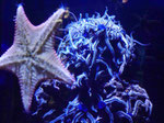 Oceaneum und Meeresmuseum Stralsund