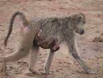 Paviane in Kenia