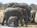 Elephanten im Etosha Nationalpark, Namibia
