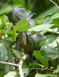 Blauer Leguan, Costa Rica