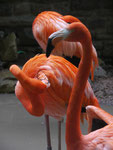 Flamingos im Zoo Leipzig