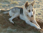 Strandhund in Ayvalik, Türkei