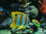 Tropenfisch im Oceaneum und Meeresmuseum Stralsund