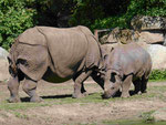 Panzernashörner, Tierpark Berlin