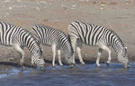 Zebras am Wasserloch im Etoscha Nationalpark