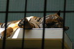 Im Berliner Zoo