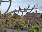 César Manriques Jardin de Cactus, Lanzarote