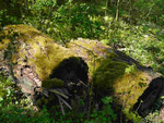 Baum an der Oder