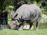 Panzernashorn im Tierpark Berlin