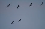 Abendanflug der Kraniche bei Linum/Brandenburg