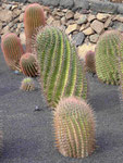 César Manriques Jardin de Cactus, Lanzarote