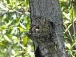 Pacific Screech Owl, Guanacaste, Costa Rica