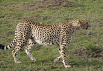 Gepard in Kenias Nationalparks