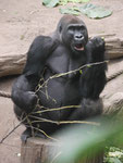 Gorilla im Zoo Leipzig