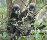 Affen auf dem Penang Hill, Malysia