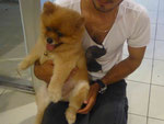 Junger Hund auf Phuket, Thailand