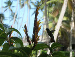 Kolibri auf Samana, Dominikanische Republik
