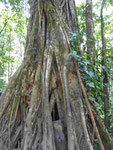 Im Regenwald von Costa Rica