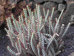 César Manriques Jardin de Cactus, Lanzarote