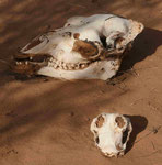 Kamel- und Schafsschädel in der Wüste Gobi, Mongolei