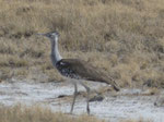 Riesentrappe in der Etoshapfanne, Namibia