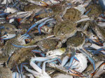 Auf dem Fischmarkt von Muscat, Oman