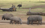 Breitmaulnashörner  in einem privaten Tierpark in Südafrika