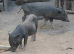 Hausschweinferkel in Laos