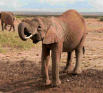 Elefanten in Kenias Nationalparks